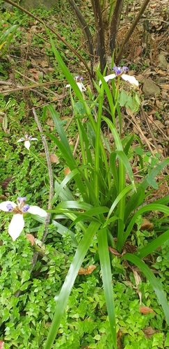 Trimezia northiana