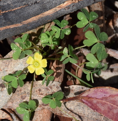 Oxalis perennans