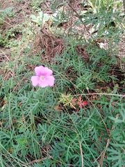 Geranium potentillifolium