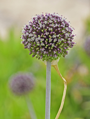 Allium commutatum