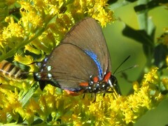 Atlides halesus