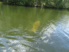 Trichechus manatus