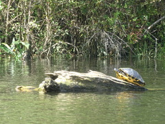 Pseudemys