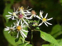 Eurybia