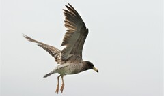 Larus belcheri