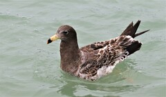 Larus belcheri