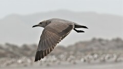 Leucophaeus modestus