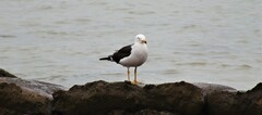 Larus belcheri