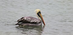 Pelecanus thagus