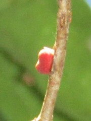 Kokkocynips imbricariae