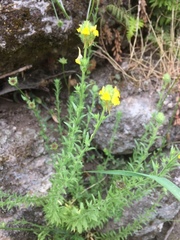 Linaria saxatilis