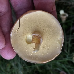 Suillus luteus