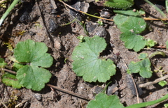 Hydrocotyle laxiflora