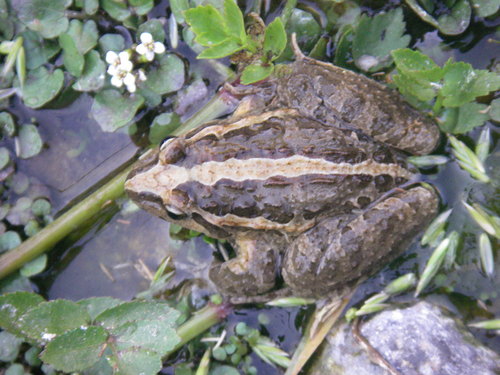 Discoglossus scovazzi