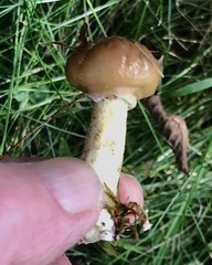 Suillus luteus