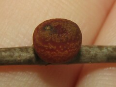 Kokkocynips imbricariae