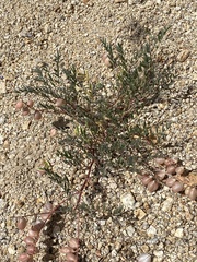 Astragalus nutans