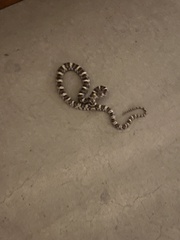 Trimorphodon lyrophanes