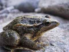 Discoglossus scovazzi