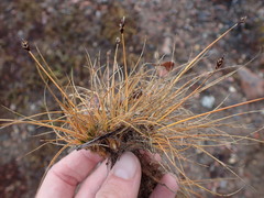 Carex ursina