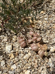 Astragalus nutans