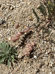 Astragalus nutans