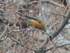 Chlorophonia elegantissima