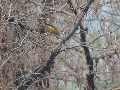 Chlorophonia elegantissima