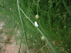 Flatormenis saucia