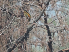 Chlorophonia elegantissima