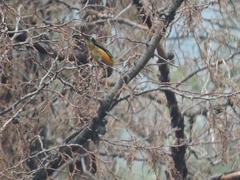 Chlorophonia elegantissima
