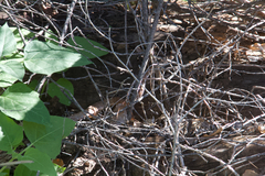 Masticophis flagellum piceus