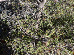 Amelanchier utahensis