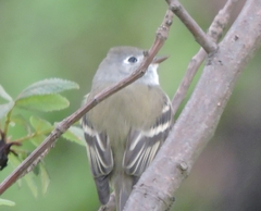 Empidonax hammondii