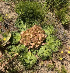 Arctopus monacanthus