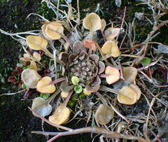 Cochlearia groenlandica