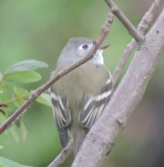 Empidonax hammondii