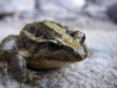 Discoglossus scovazzi
