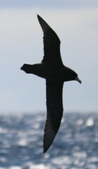 Procellaria aequinoctialis