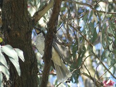 Philemon corniculatus