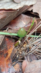 Gliophorus