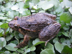 Discoglossus scovazzi