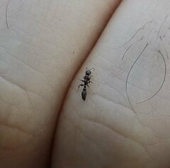 Pseudomyrmex elongatus