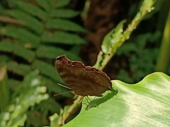 Junonia hedonia