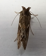 Chrysodeixis