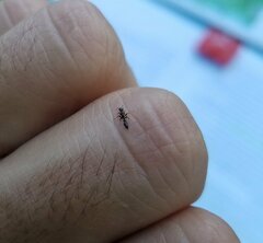 Pseudomyrmex elongatus