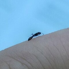 Pseudomyrmex elongatus