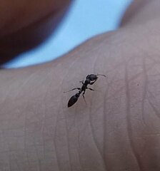 Pseudomyrmex elongatus