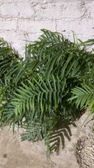 Pteris vittata