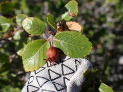 Amelanchier utahensis